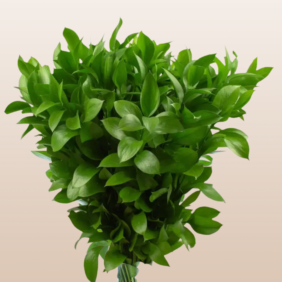 Ruscus