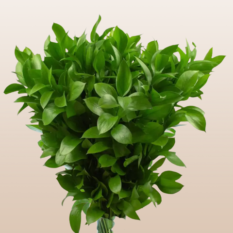Ruscus