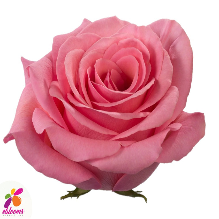 Hearts Red Rose Variety - EbloomsDirect – Eblooms Farm Direct Inc.