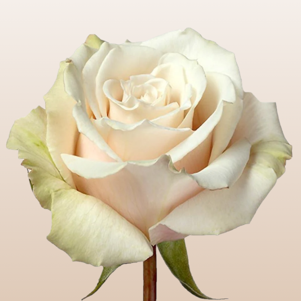 Sahara Roses