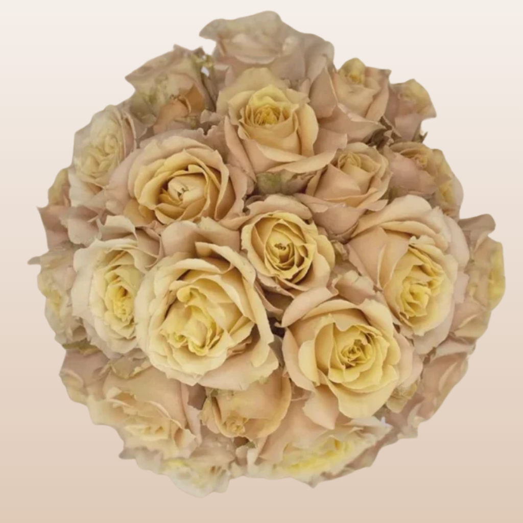 Sahara Sensation Sandy Spray Garden Roses