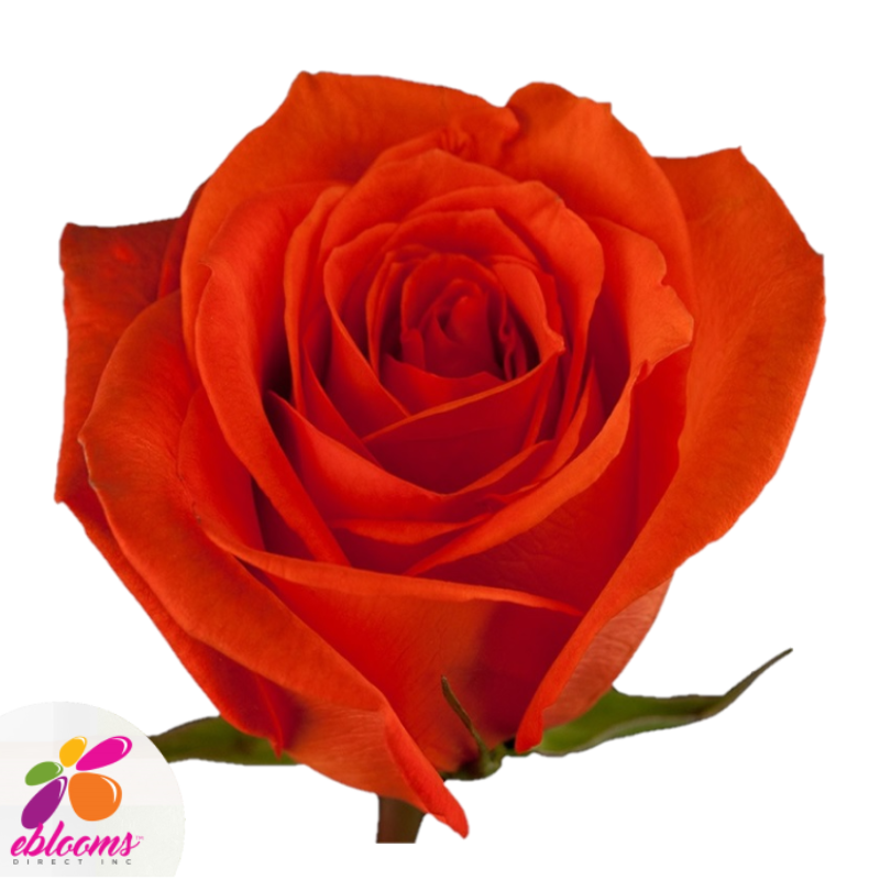 Santana Roses Eblooms Farm Direct Inc.