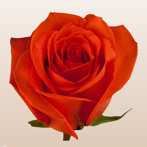 Santana Roses