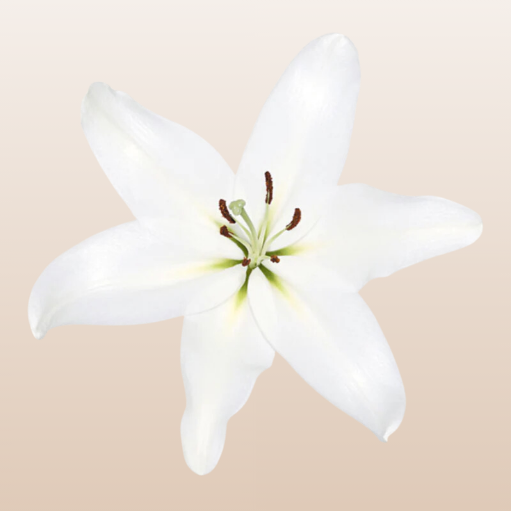 Santander White Oriental Lilies