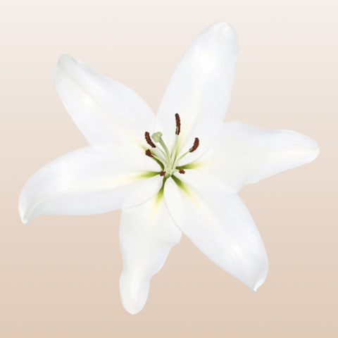 Santander White Oriental Lilies