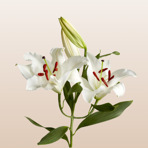 Santander White Oriental Lilies