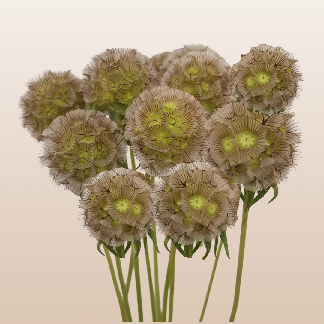 Scabiosa Stellata