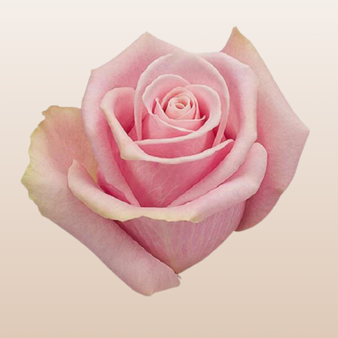Shy Roses