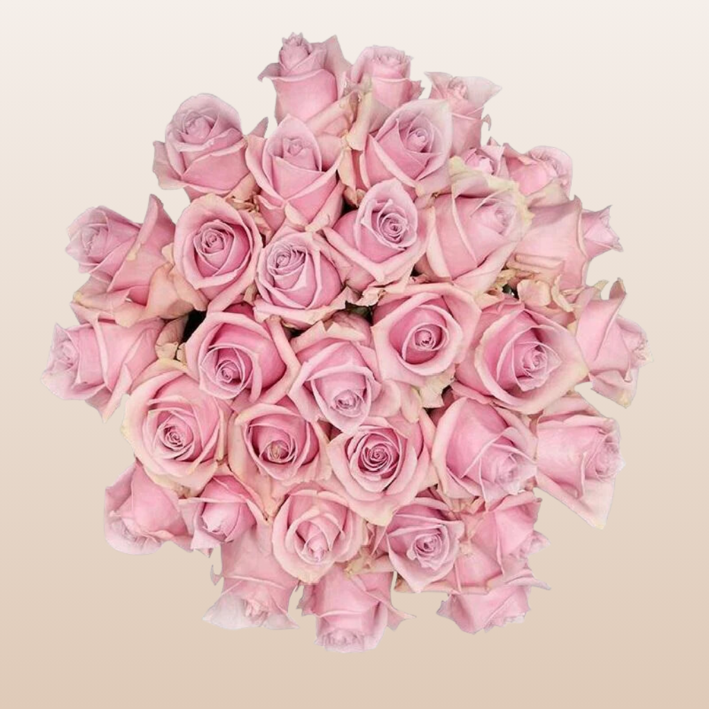 Shy Roses