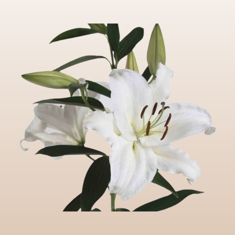 Siberia White Oriental Lilies