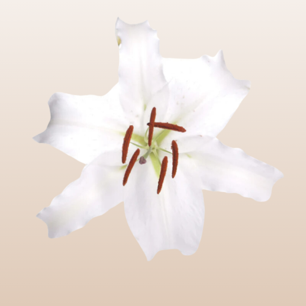 Siberia White Oriental Lilies