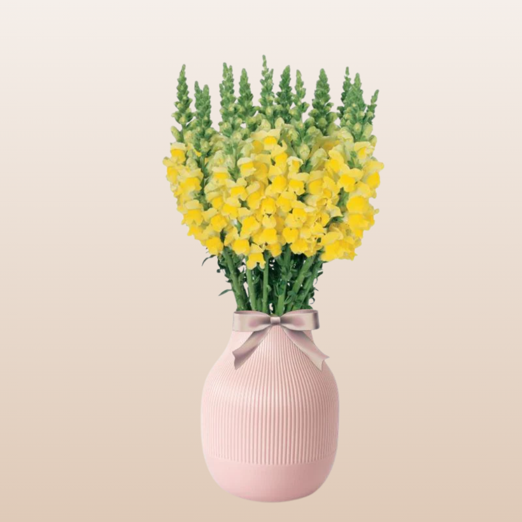 Snapdragon Yellow