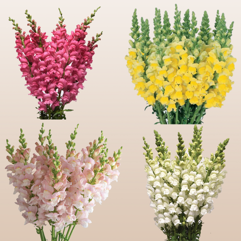 Snapdragon Assorted