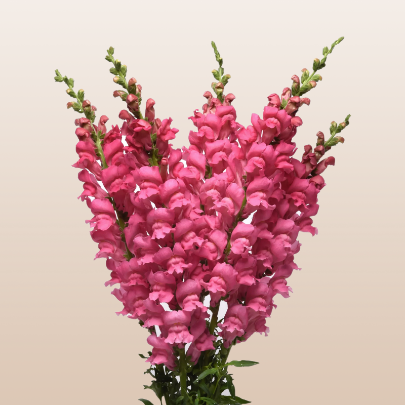 Snapdragon Hot Pink