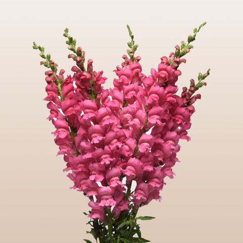 Snapdragon Hot Pink