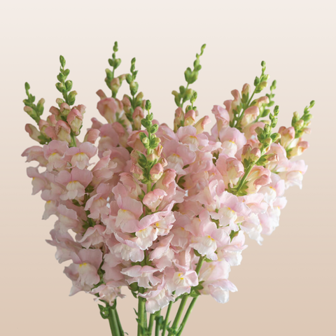 Snapdragon Light Pink