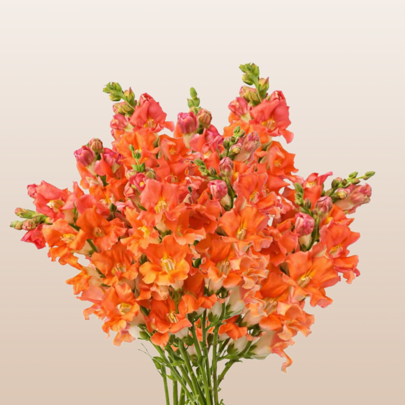 Snapdragon Orange