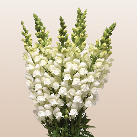 Snapdragon White
