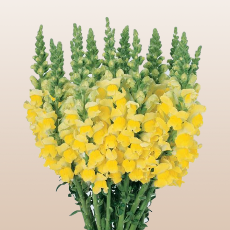 Snapdragon Yellow
