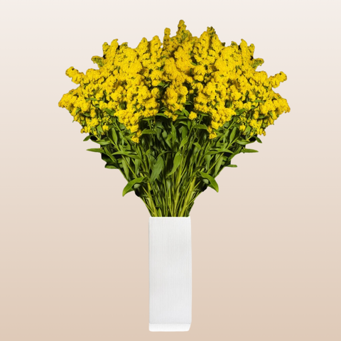 Solidago Golden Glory