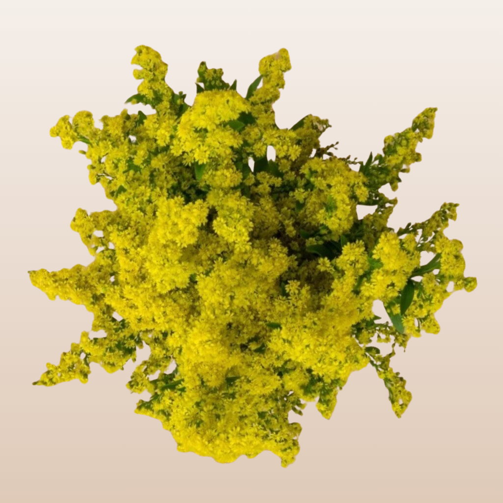 Solidago Golden Glory