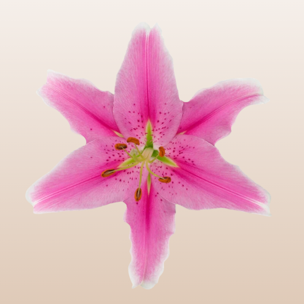 Sorbonne Hot Pink O Lilies