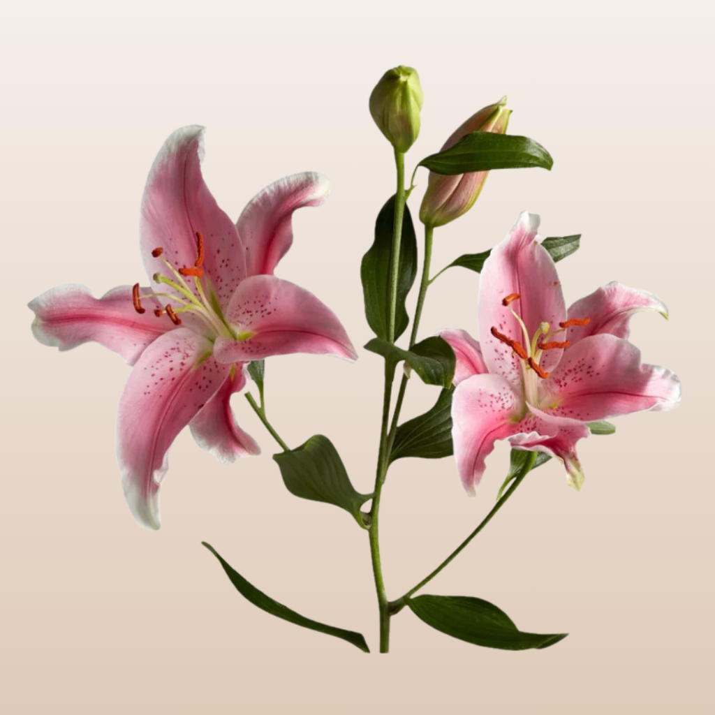 sorbonne lily flower Sorbonne Hot Pink O Lilies