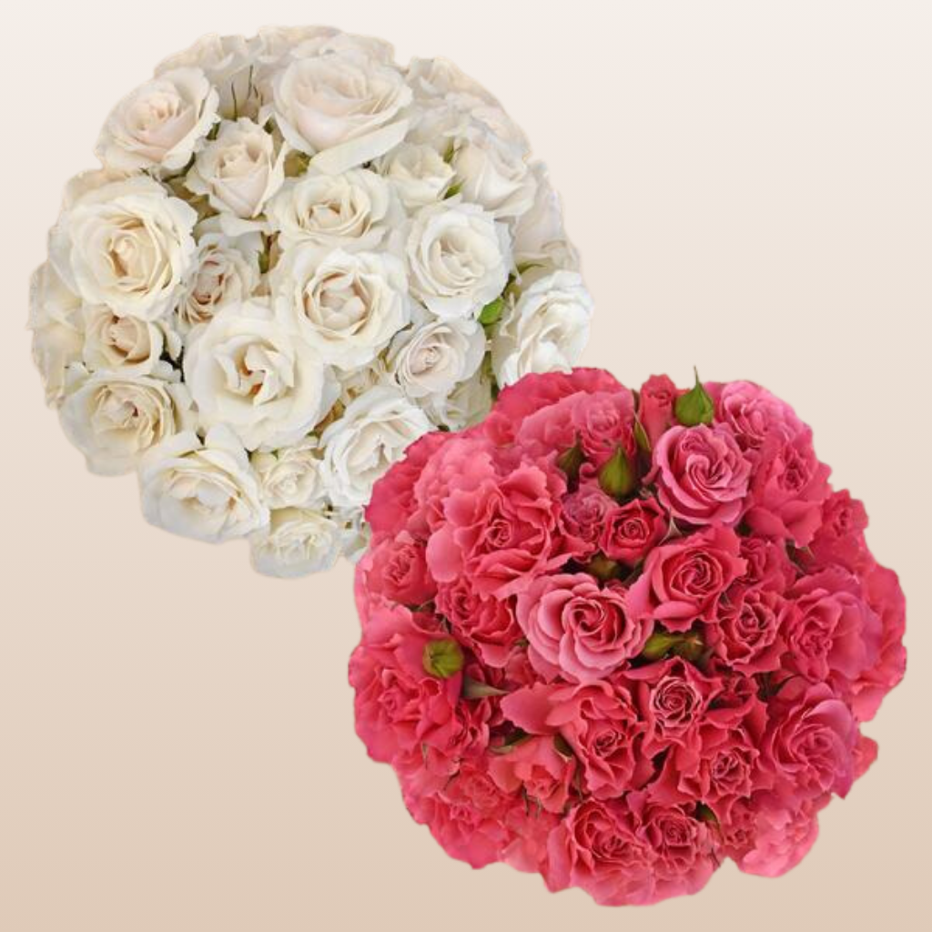 Spray Roses Duo White - Hot Pink