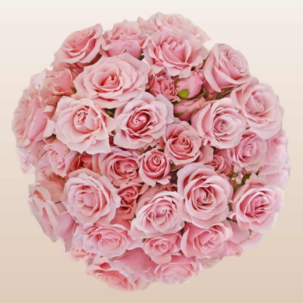 Spray Roses Light Pink