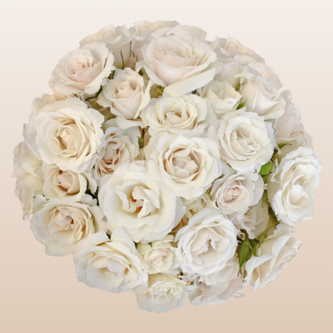 Spray Roses White