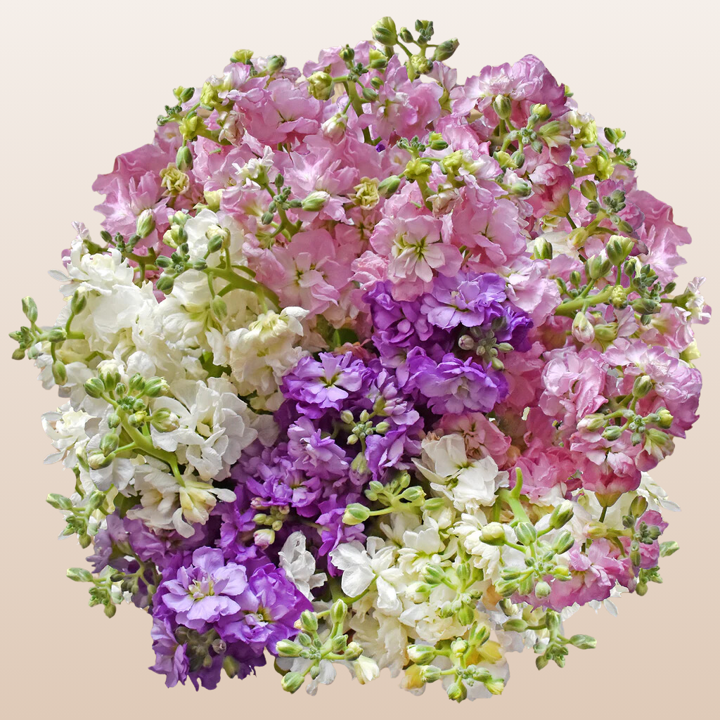 Spray Stock Assorted