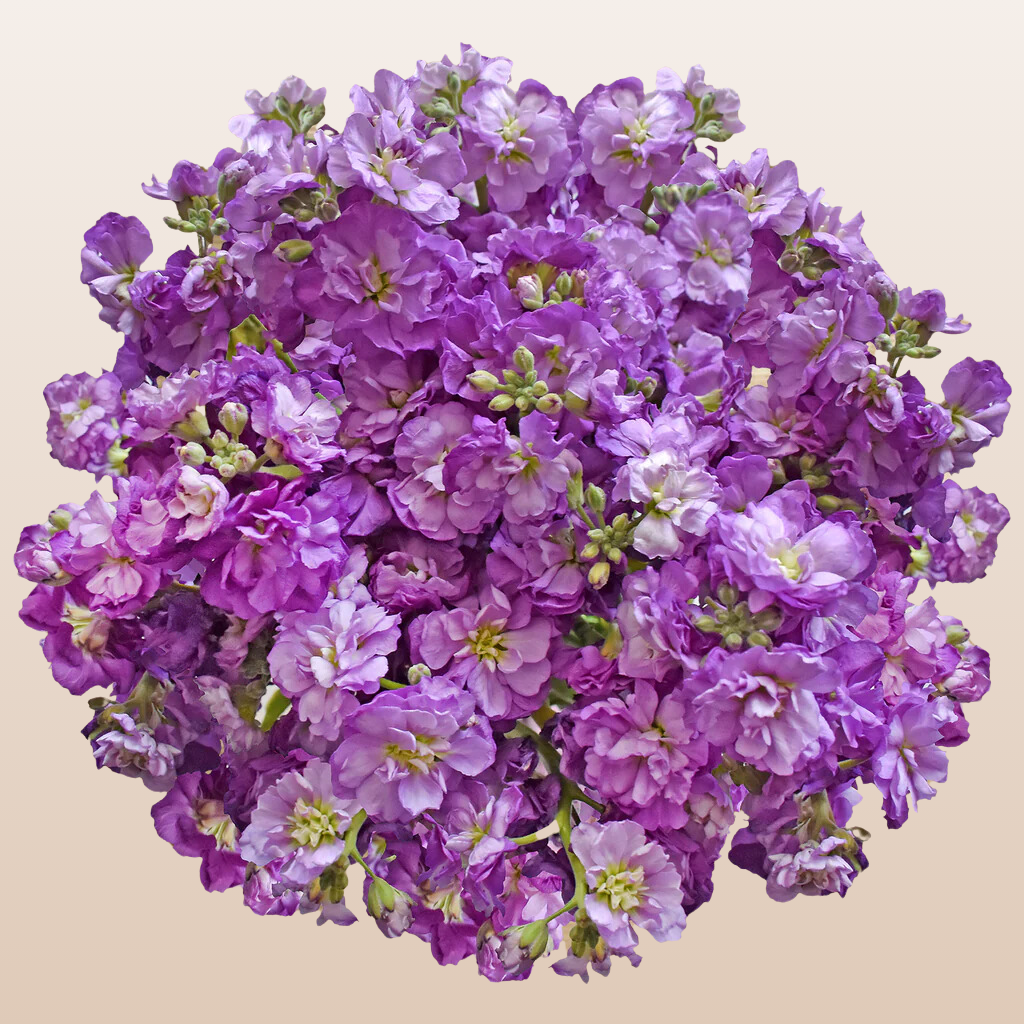 Spray Stock Light Purple