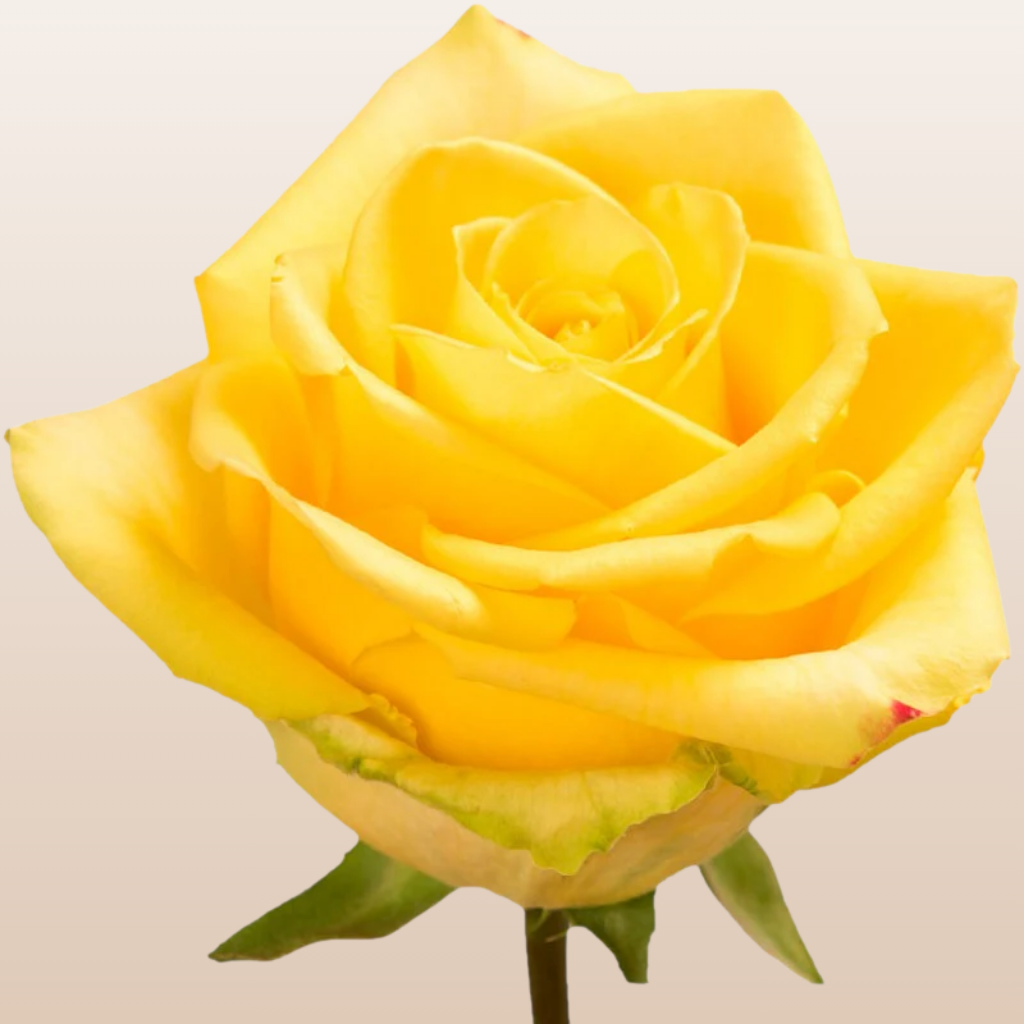 Stardust Roses