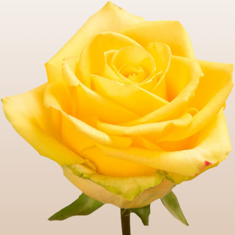 Stardust Roses