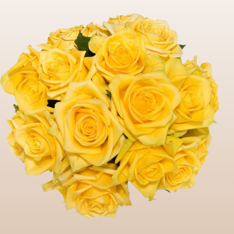 Stardust Roses