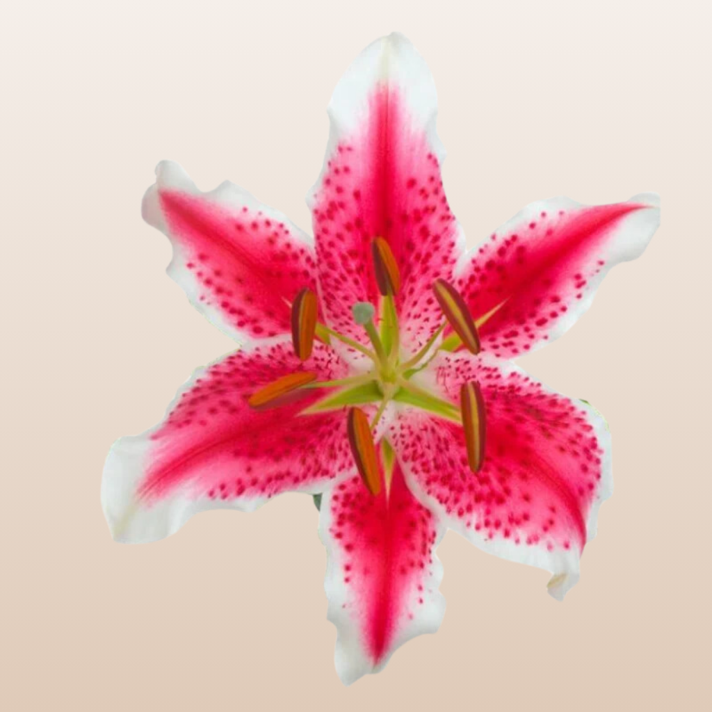 Starfighter Hot Pink O Lilies - Pack 60 Stems