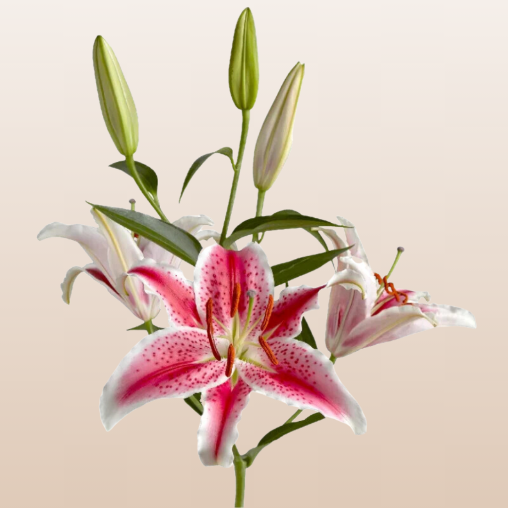 Starfighter Hot Pink O Lilies - Pack 60 Stems