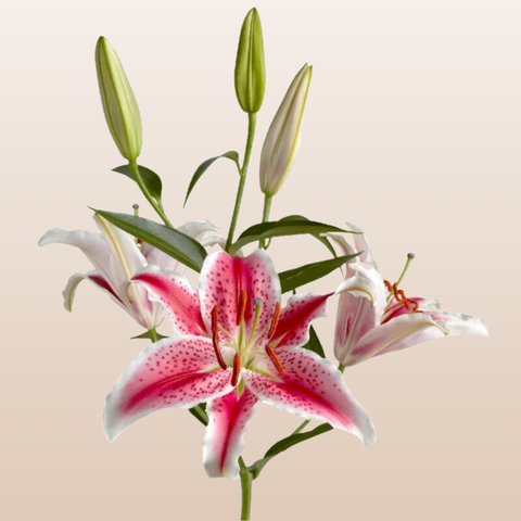 Starfighter Hot Pink Oriental Lilies - Pack 60 Stems – EbloomsDirect