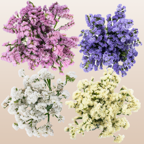 Statice Assorted Pastel