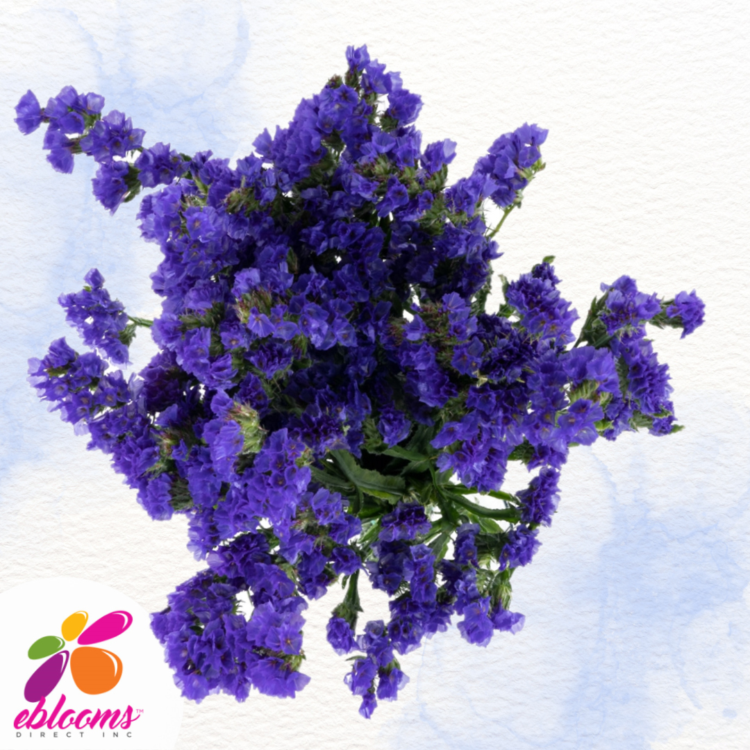Statice Blue Eblooms Farm Direct Inc.