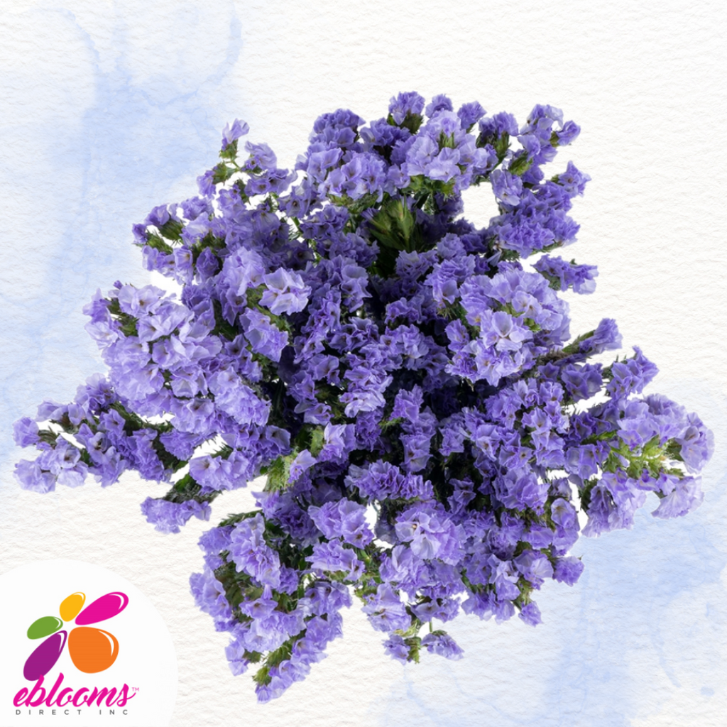 Statice Lavender - EbloomsDirect