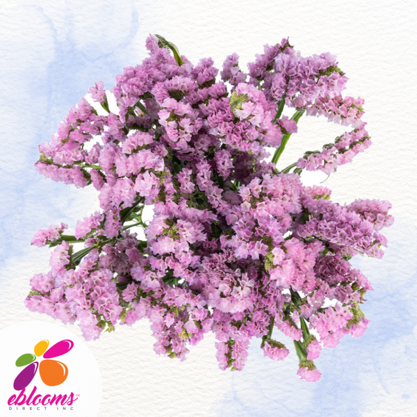 Statice Pink Eblooms Farm Direct Inc.