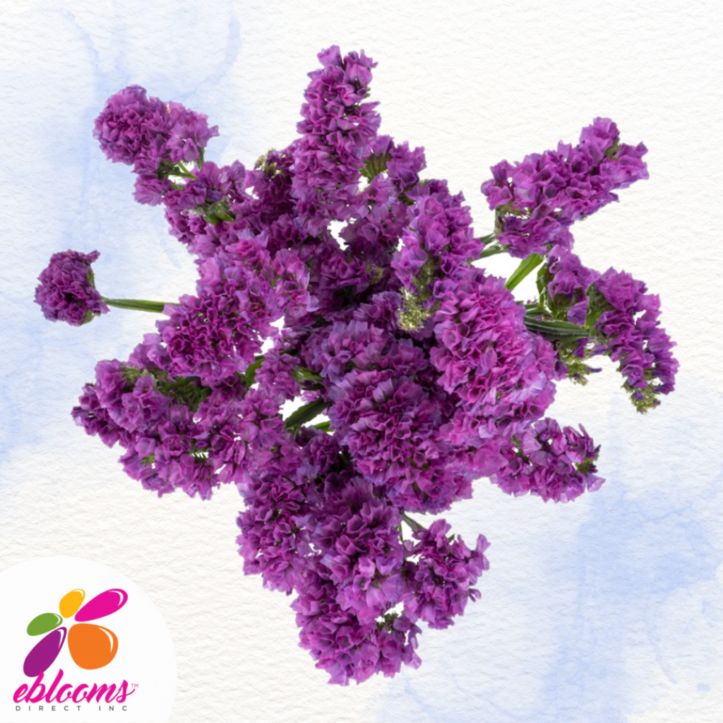 Statice Purple Eblooms Farm Direct Inc.