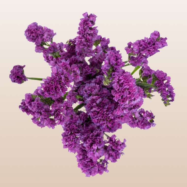 Statice Flowers near me with Free Delivery by EbloomsDirect