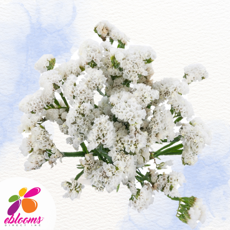 Statice Flowers near me with Free Delivery by EbloomsDirect – Eblooms ...