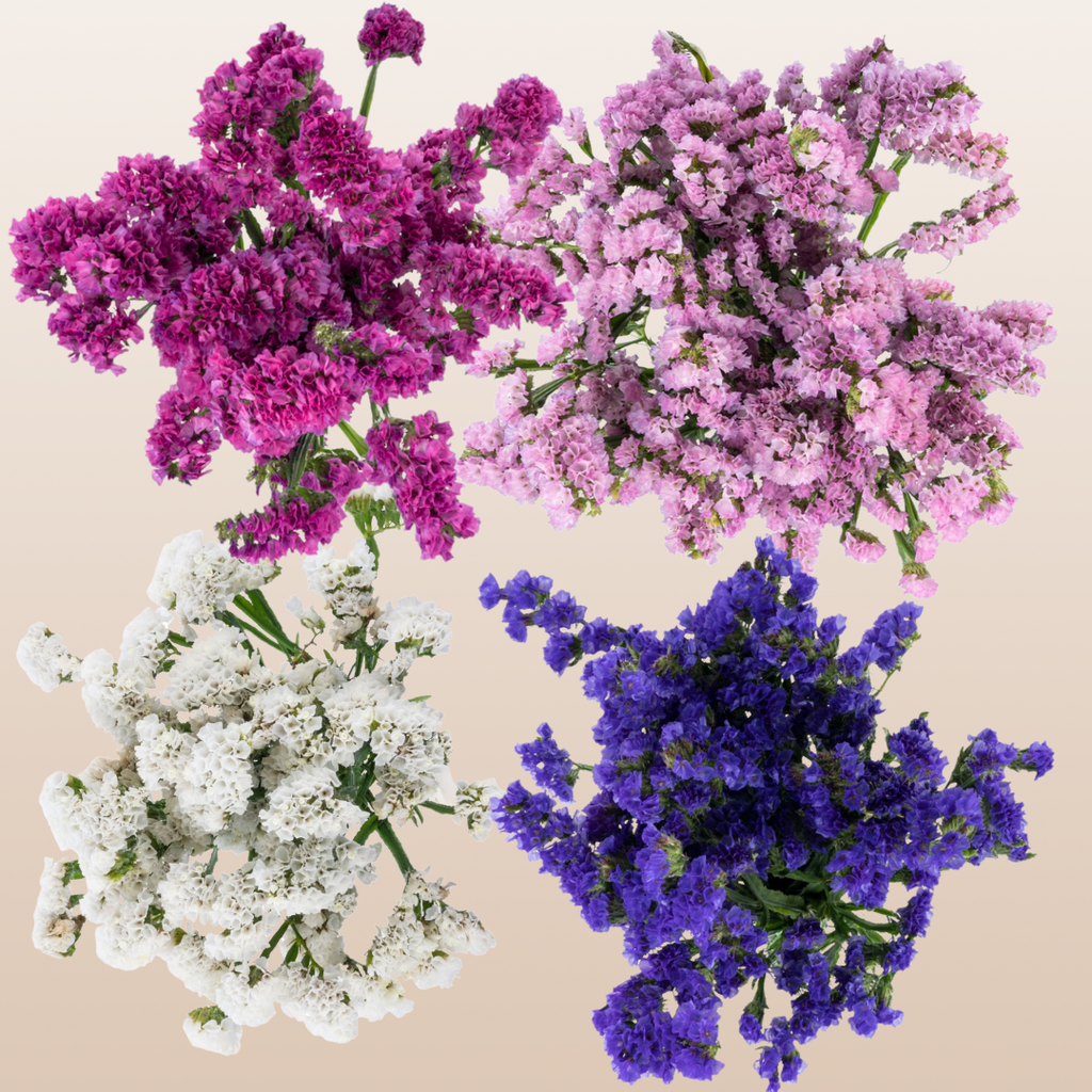 Statice Assorted Bright