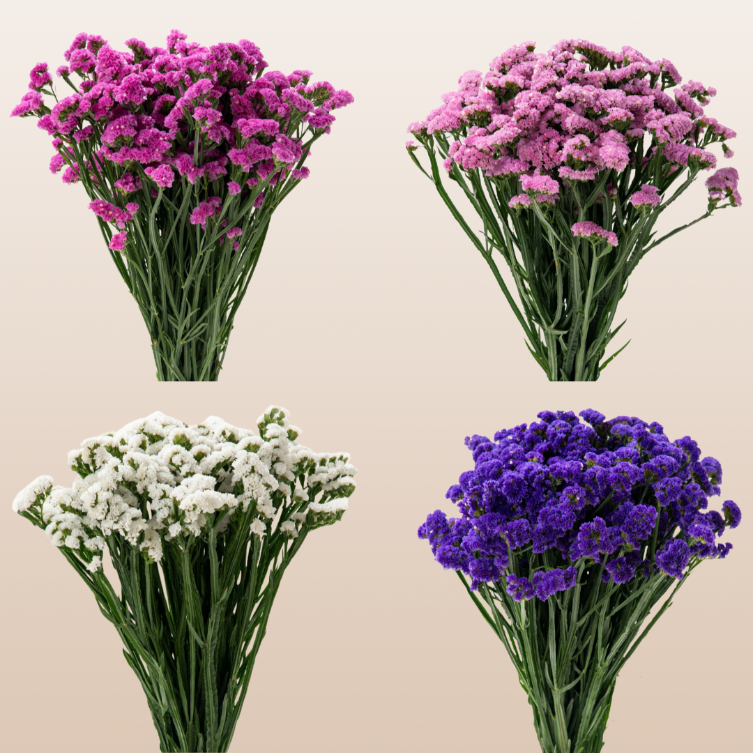 Statice Assorted Bright