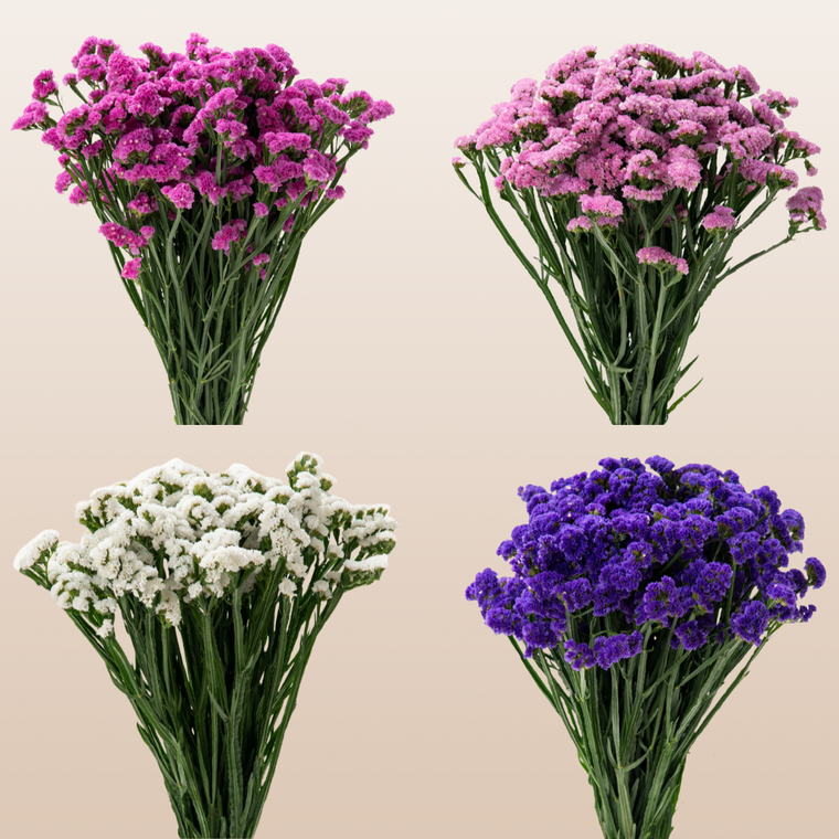 Statice Assorted Bright