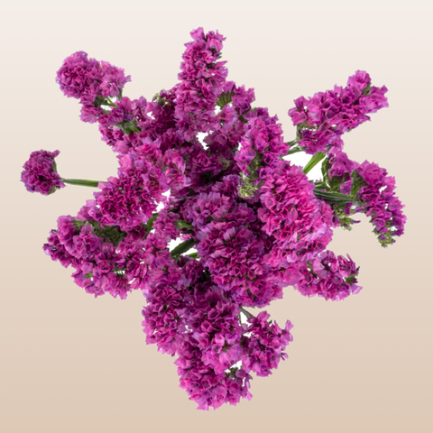 Statice Hot Pink