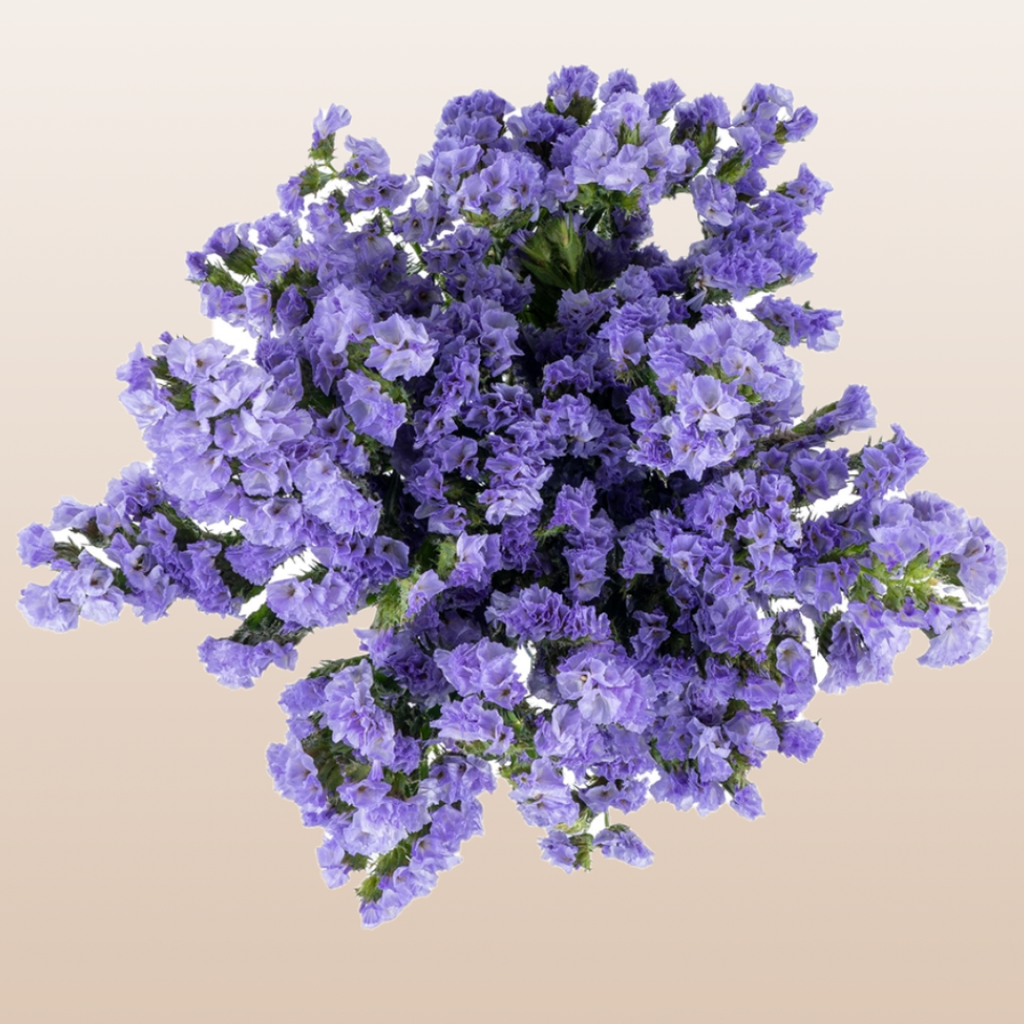 Statice Lavander